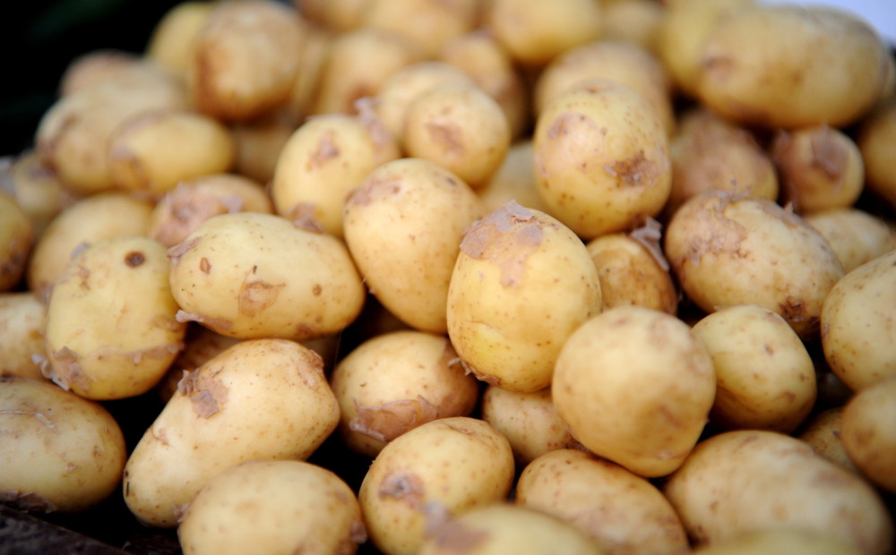 Latvijas veikalu tīkli sākuši tirgot vietējos kartupeļus