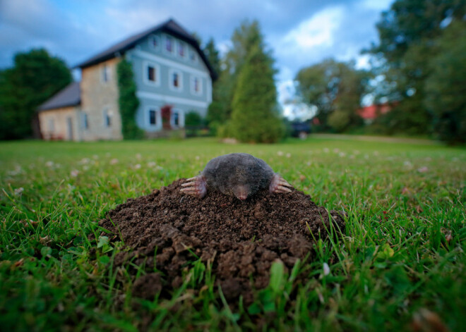 Kurzemnieka Ivara skaudrā pieredze kurmju nīdēšanā: "Viņi mani bija tā izbesījuši, ka es..."