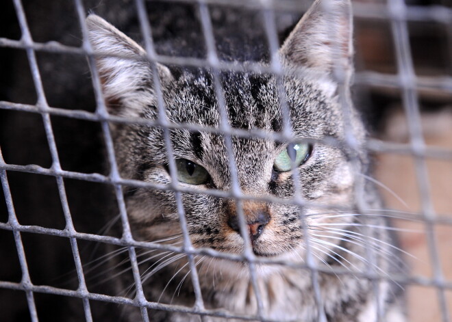 Šogad visvairāk LLU studētgribošo tiecas apgūt veterinārmedicīnu