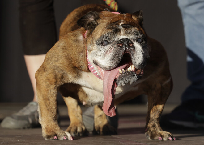 Mūža miegā aizmidzis deviņus gadus vecais angļu buldogs Ža Ža, kurš nupat 24. jūnijā tika oficiāli atzīts par pasaulē neglītāko suni.