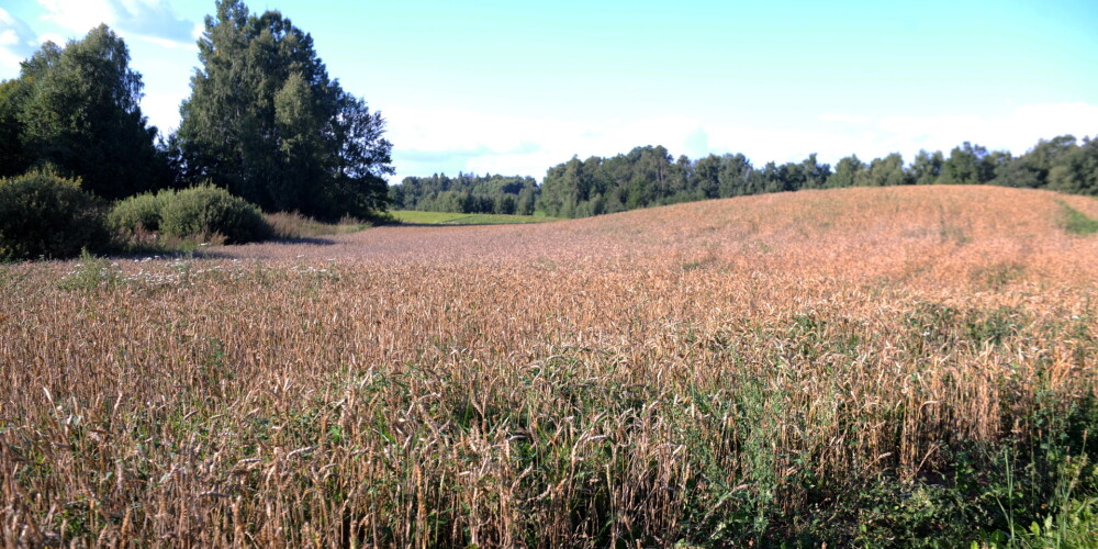 Sausums un karstums Latvijā iznīcina graudu ražu: gaidāms būtisks tās samazinājums