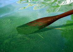 Zilaļģu ziedēšana. 