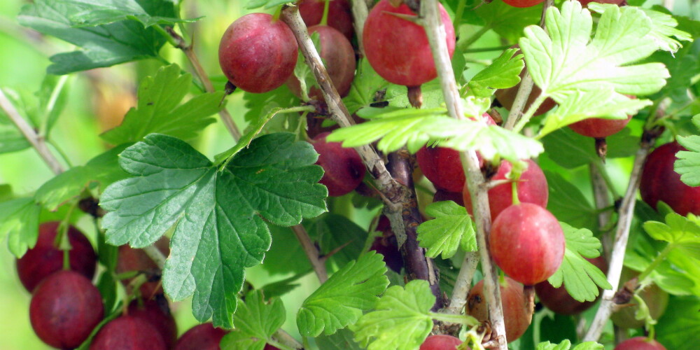 Mitro laika apstākļu ietekmē sējumos un augļu dārzos attīstījušās slimības