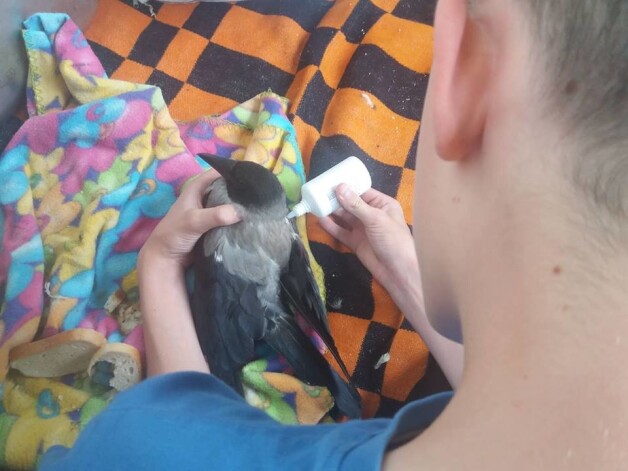 Agnis dienās būs veterinārārsts