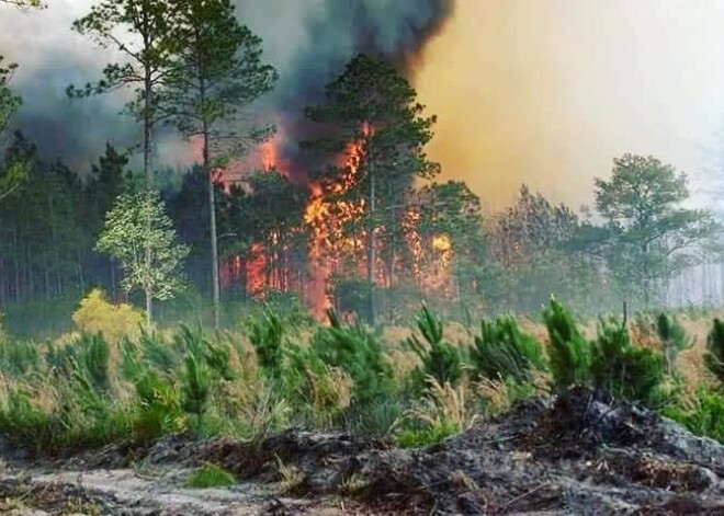 Jau piekto dienu nelaimi Valdgalē nesanāk nodzēst, tomēr liesmas vairs neizplatās ārpus jau degošā perimetra