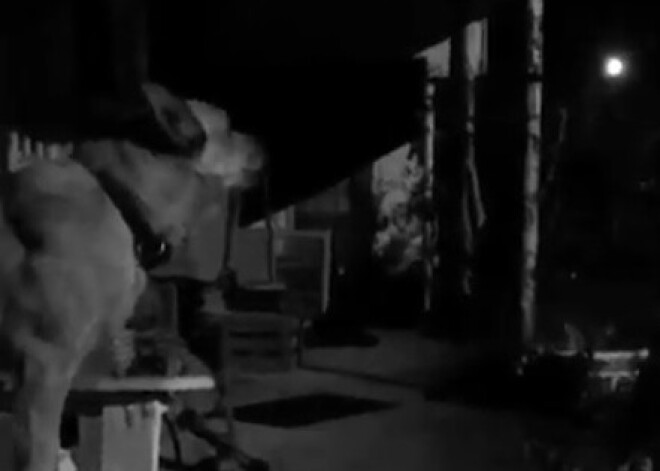 Видео: пес случайно перепел хит Бритни Спирс