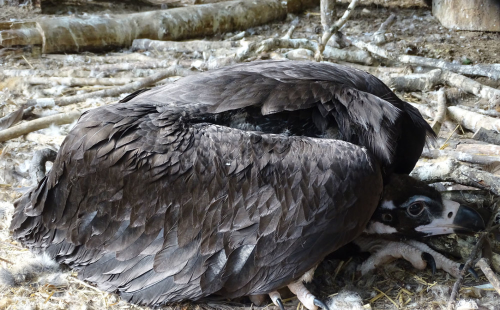 Rīga dodas uz Bulgāriju, lai piedalītos izdzīvošanas projektā - Jauns.lv