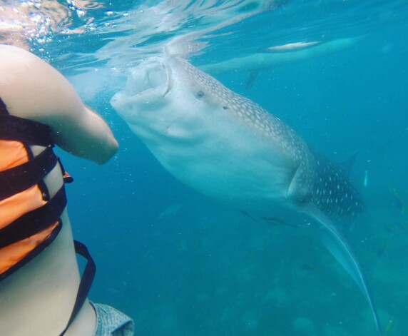 Vietā, kur lielākās zivis pasaulē – vaļhaizivis – pienāk tuvu krastam, jo tur ir barošanās iespējas, ir gādāts par tūristu izklaidi – peldēšanos līdzās šiem milžiem, kas ir pamatīga autobusa izmērā.