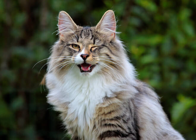 Kā panākt, lai kaķim būtu veseli zobi