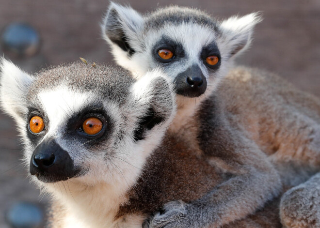 Zinātnieki secinājuši, ka lemuri strauji izmirst