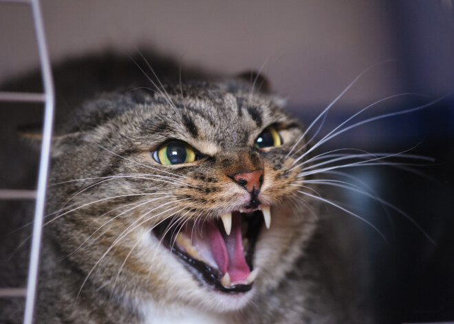 Svešā dzīvoklī Rīgā ieskrien agresīvs kaķis; nākas iesaistīt glābējus