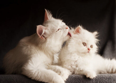 Mazgāšanās ir daļa no minča normālas uzvedības repertuāra. Kaķiem ir raupja mēle, ko klāj daudzas āķveida kārpiņas, kas ir orientētas vienā virzienā, un mazgājoties šīs kārpiņas attīra kažoku no izkritušajām spalvām.