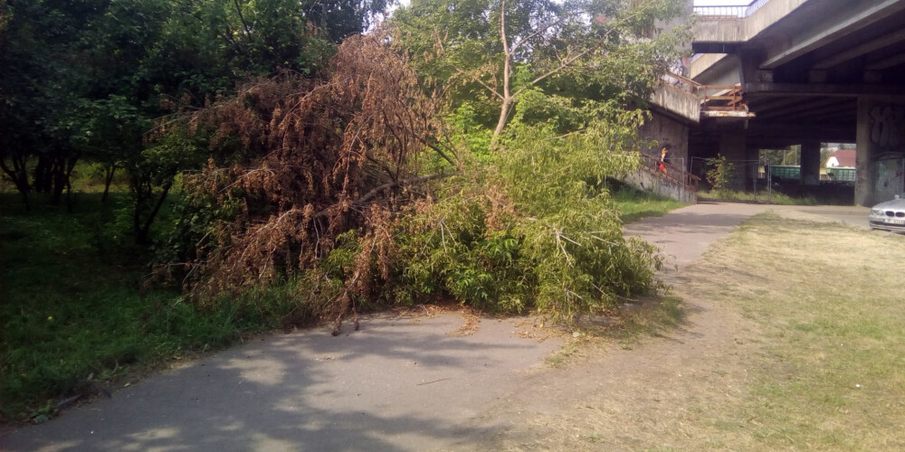 Purvciemā pie Zemitāna tilta pusotru mēnesi neviens nesavāc vētras nolauztus kokus