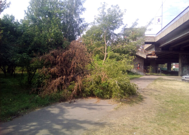 Purvciemā pie Zemitāna tilta pusotru mēnesi neviens nesavāc vētras nolauztus kokus