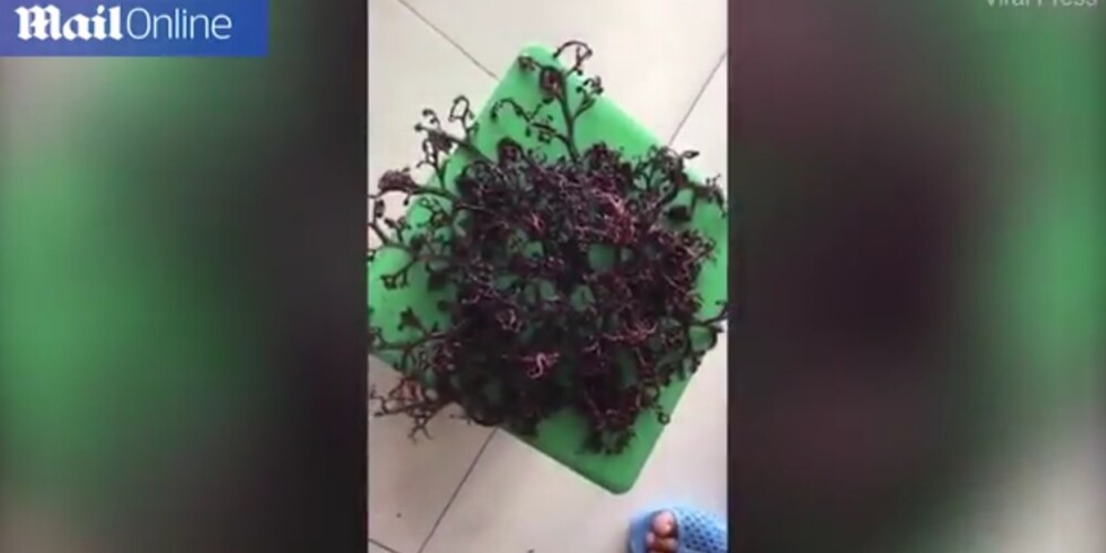 Овощ с "живыми" щупальцами: сеть испугало видео с устрашающим "монстром" из моря