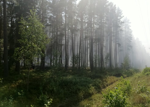 Lietus palīdz tikai mazliet: Latvijas mežos joprojām ir augsta ugunsbīstamība