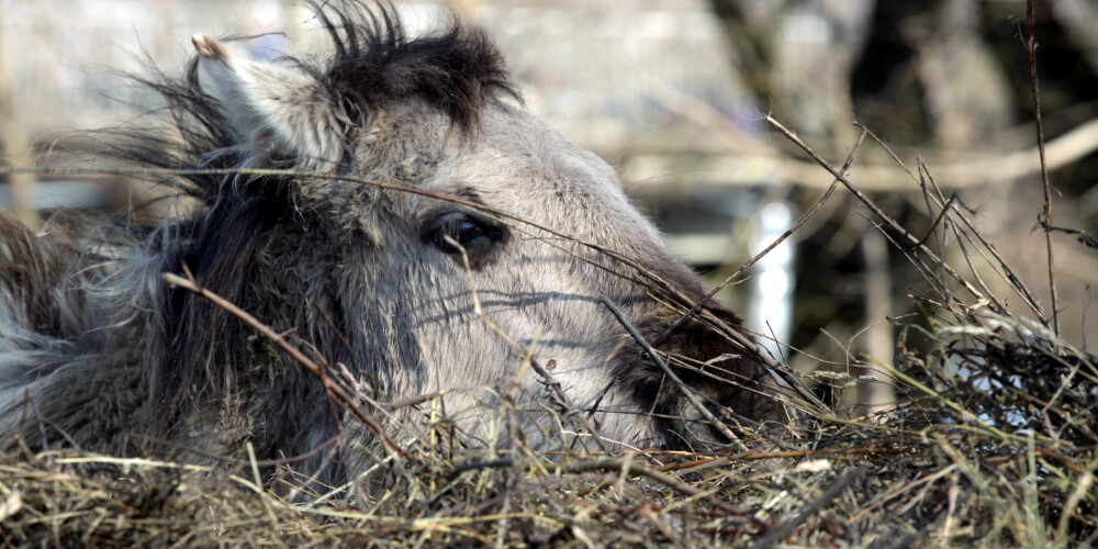 Nozagti 150 Jelgavas savvaļas zirgiem ziemai paredzētie siena ruļļi