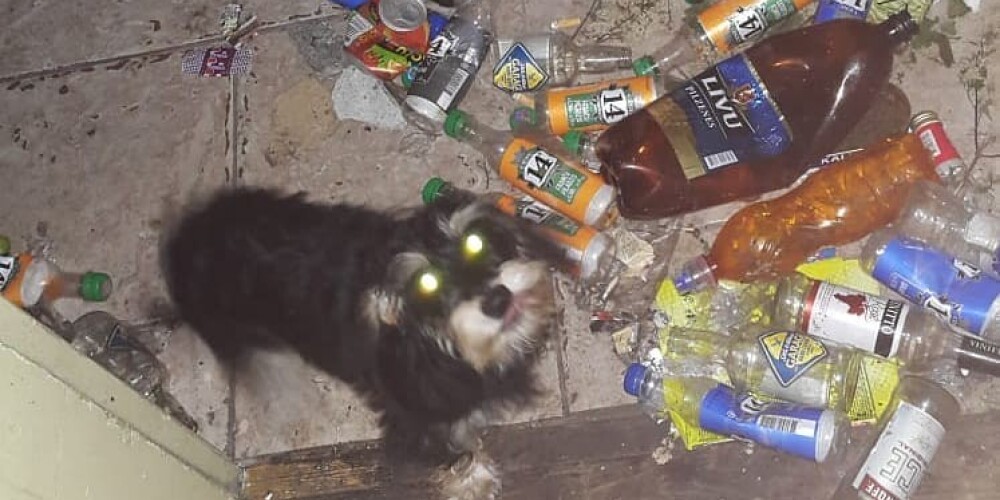 Безжалостно и бездушно: собаку закинули через окно в заброшенный магазин в Вецмилгрависе