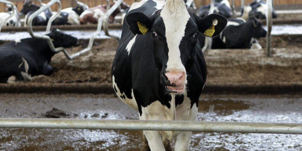 Daudziem piena lopkopjiem ziemā draud lopbarības trūkuma krīze