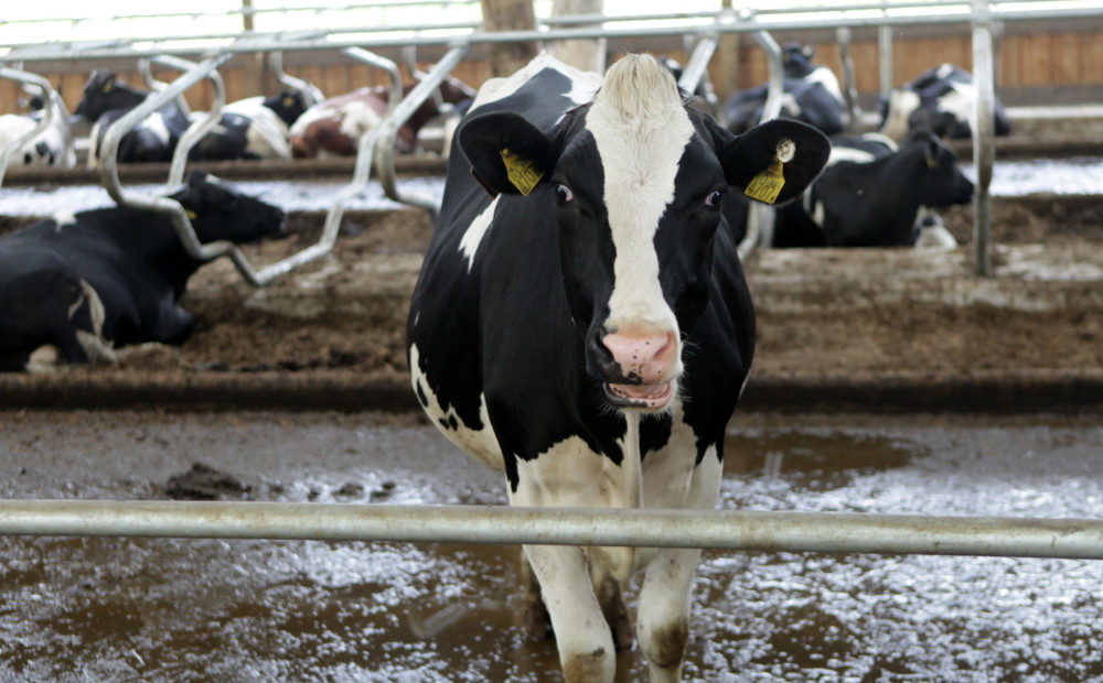 Daudziem piena lopkopjiem ziemā draud lopbarības trūkuma krīze