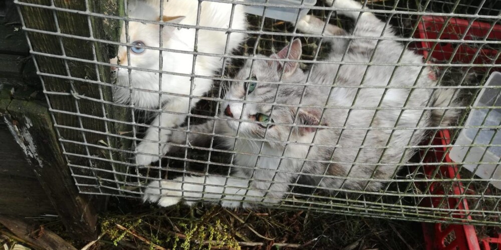 Foto: šauros būros, novārguši, trūkumā - audzētājiem atņem sliktos apstākļos biznesa nolūkiem turētus kaķus