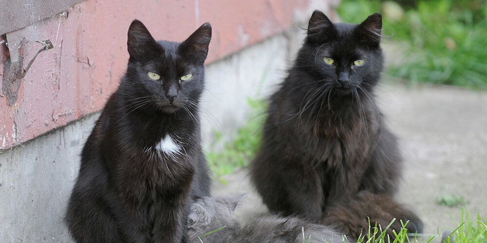 PVD kādā dzīvoklī Dzelzavas ielā izņem vairāk nekā 30 kaķus