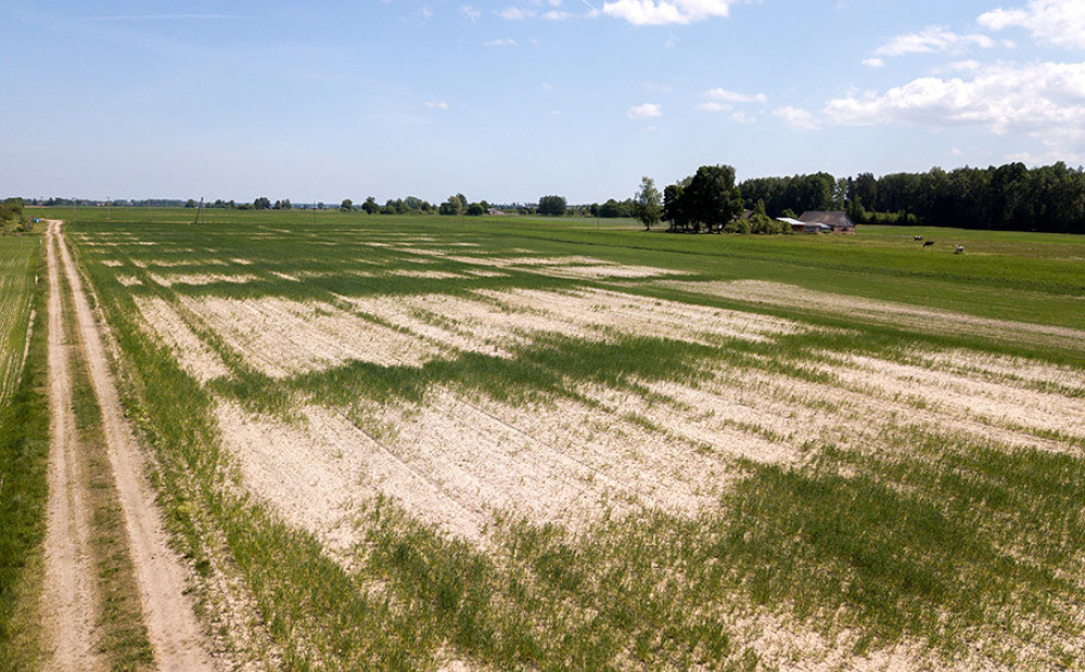 Aprēķināts kādus zaudējumus neparasti karstā vasara sagādājusi Latvijas lauksaimniekiem