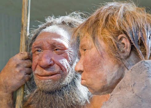 Neandertālieš vīrieša ("N") un sievietes ("Vilmas") prototips muzejā Vācijā.