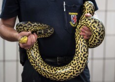 Reptiļu eksperts ar atrasto anakondu rokās.