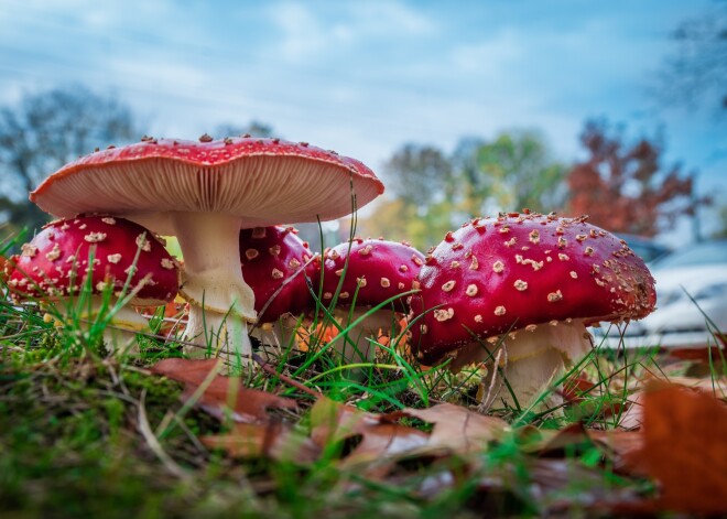 Sarkanā mušmire. Indīga, bet noderīga