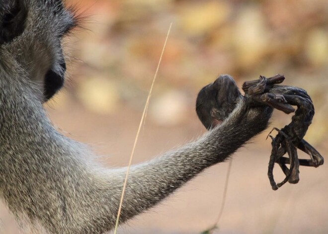 Скорбящую обезьяну сфотографировали с мертвым детенышем на руках