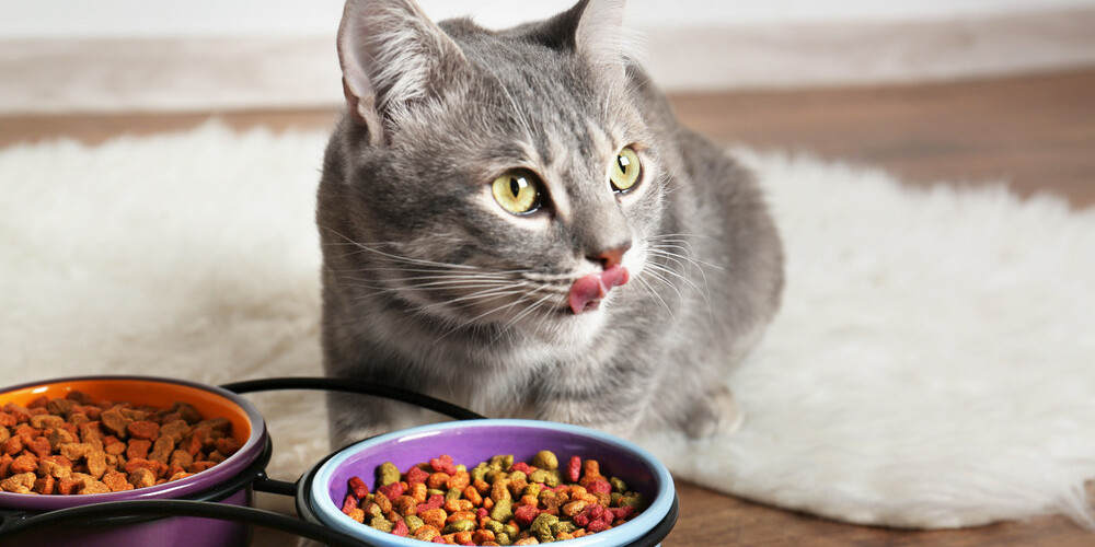 Vai kaķi var barot tikai ar sauso barību?