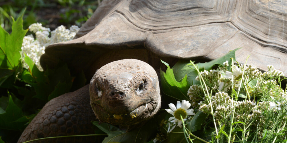 Rīgas Zoodārzā ceturtdien norisināsies tradicionālā Galapagu bruņurupuču svēršana