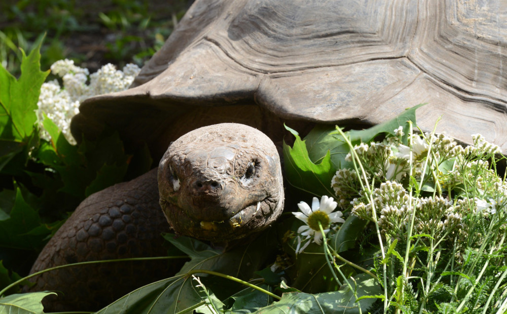 Rīgas Zoodārzā ceturtdien norisināsies tradicionālā Galapagu bruņurupuču svēršana