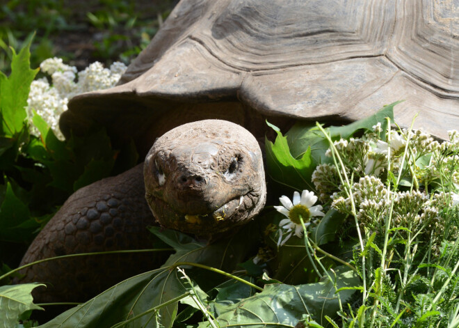 Rīgas Zoodārzā ceturtdien norisināsies tradicionālā Galapagu bruņurupuču svēršana