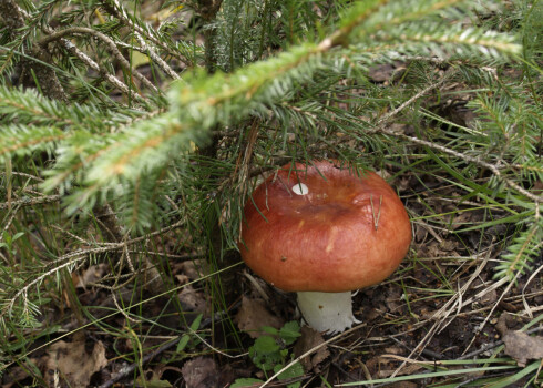 Izstāde „Sēņu dienas 2018” Latvijas Dabas muzejā norisināsies no 12. līdz 16. septembrim.