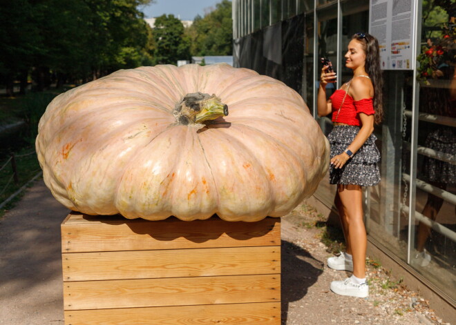 FOTO: Krievijā izaudzēts gigantisks ķirbis