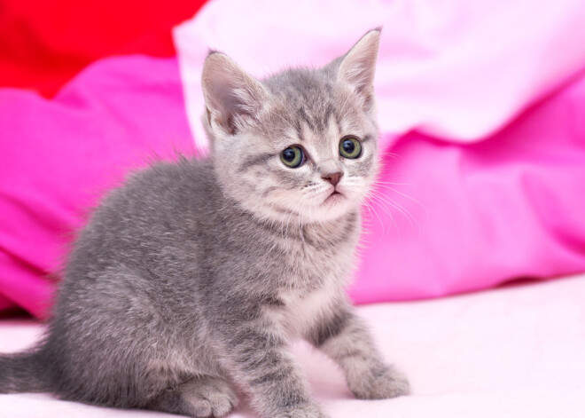 Tavs horoskops šodienai. Piektdiena, 7.  septembrim