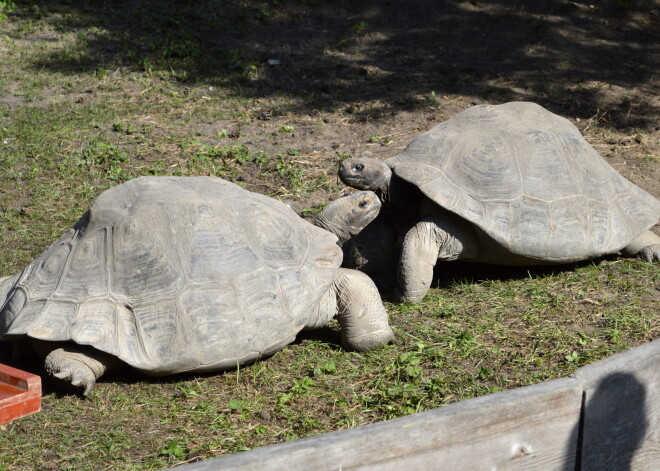 Galapagu bruņurupuči Trīne un Čelsija Rīgas Zooloģiskajā dārzā.