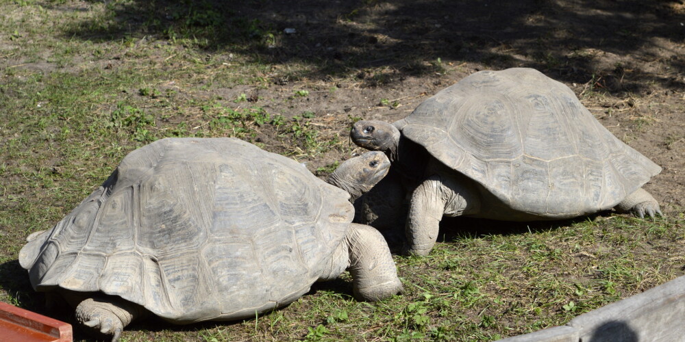 Черепахи в Рижском зоосаде прибавили в весе