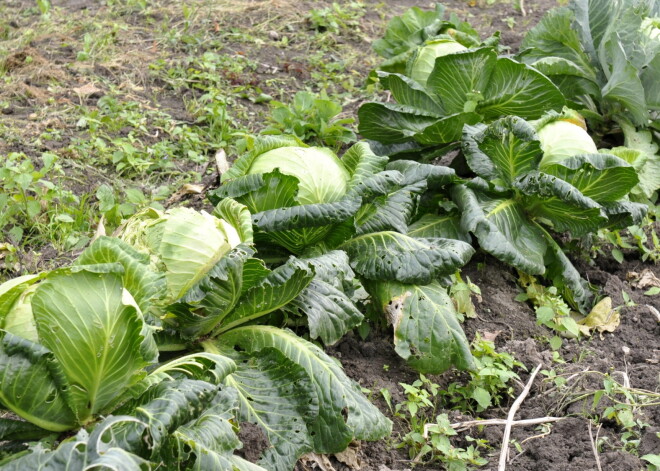 100 lietas Latvijas simtgadei. 1955. gads: KĀPOSTS