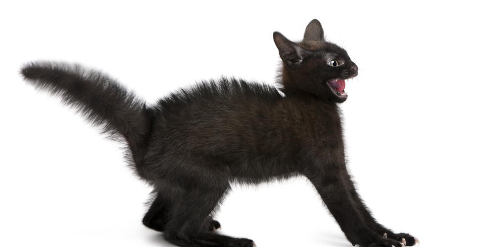 10 самых злых пород кошек