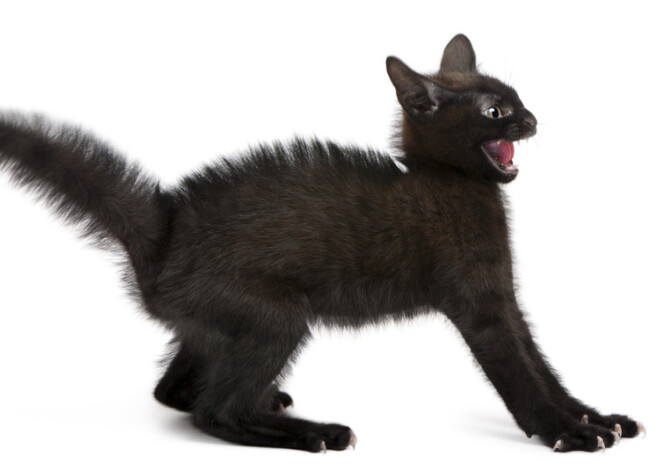 10 самых злых пород кошек