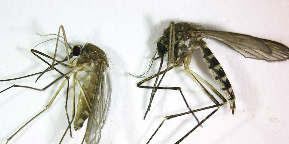 Vēl 4 cilvēki mirst no odu pārnēsātā Rietumnīlas vīrusa, kas uzplaiksnījis Rumānijā