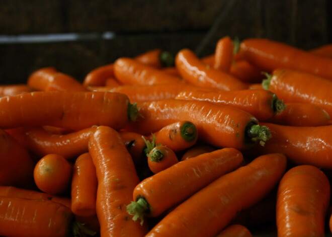 Рижские дети узнали, где растет морковь