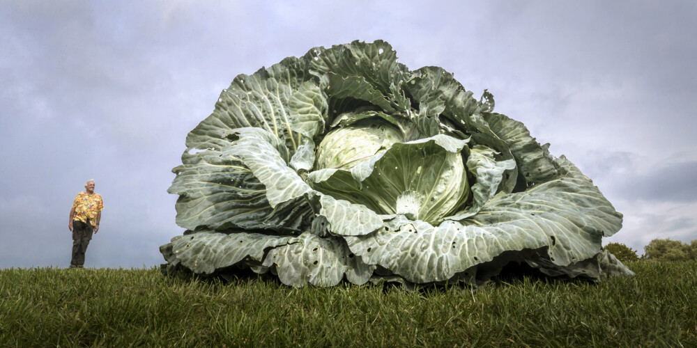Iespaidīgi FOTO: Briti izrāda teju vai neticama izmēra dārzeņus, kurus šosezon pamanījušies izaudzēt