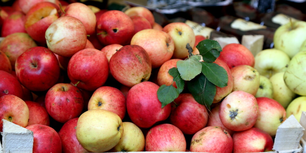 Daudzos Latvijas dārzos nobriedusi varena ābolu raža