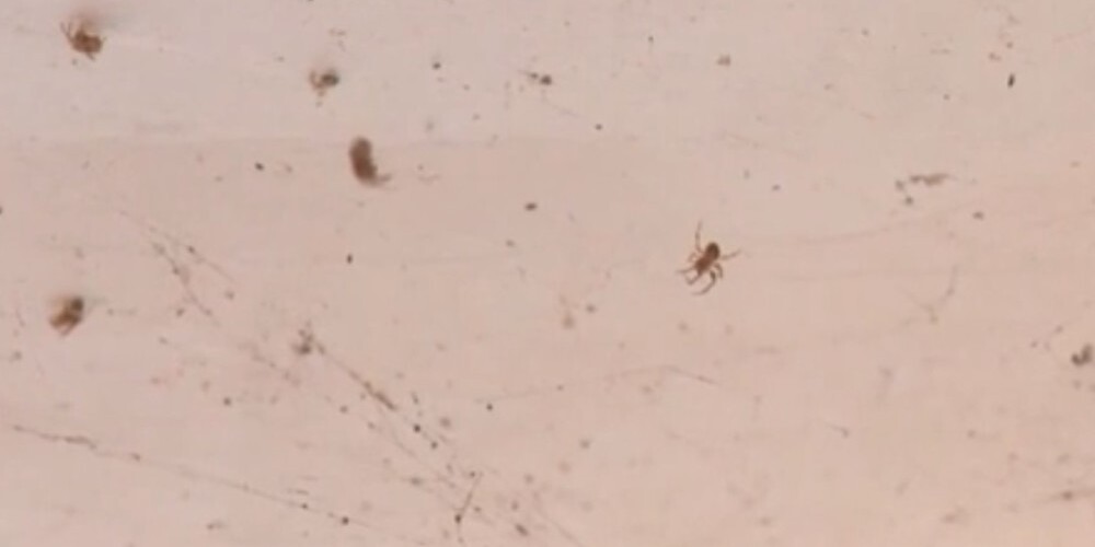 Кошмар арахнофоба: внутри перехода Островного моста живут тысячи пауков