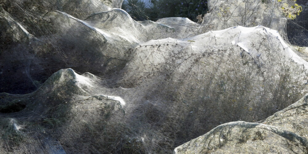 FOTO: Grieķijas pilsētiņā acīm paveras netipisks skats – zirnekļi savērpuši gigantiska izmēra tīklus