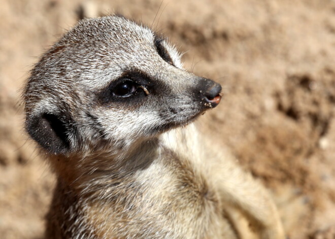 Informēs par projekta “Āfrikas savanna” attīstības gaitu